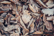 Rime on oak leaves, autumn - winter background