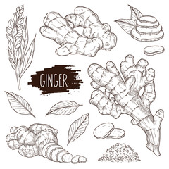 Wall Mural - Ginger set. Hand drawn ginger root, slices pieces, powder, leaves and flower. Design for shop, book, menu, banner. Healthy food ingredient. Outline ink style sketch. Vector coloring illustration.