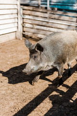 Canvas Print - selective focus of grey pig walking in corral at farm