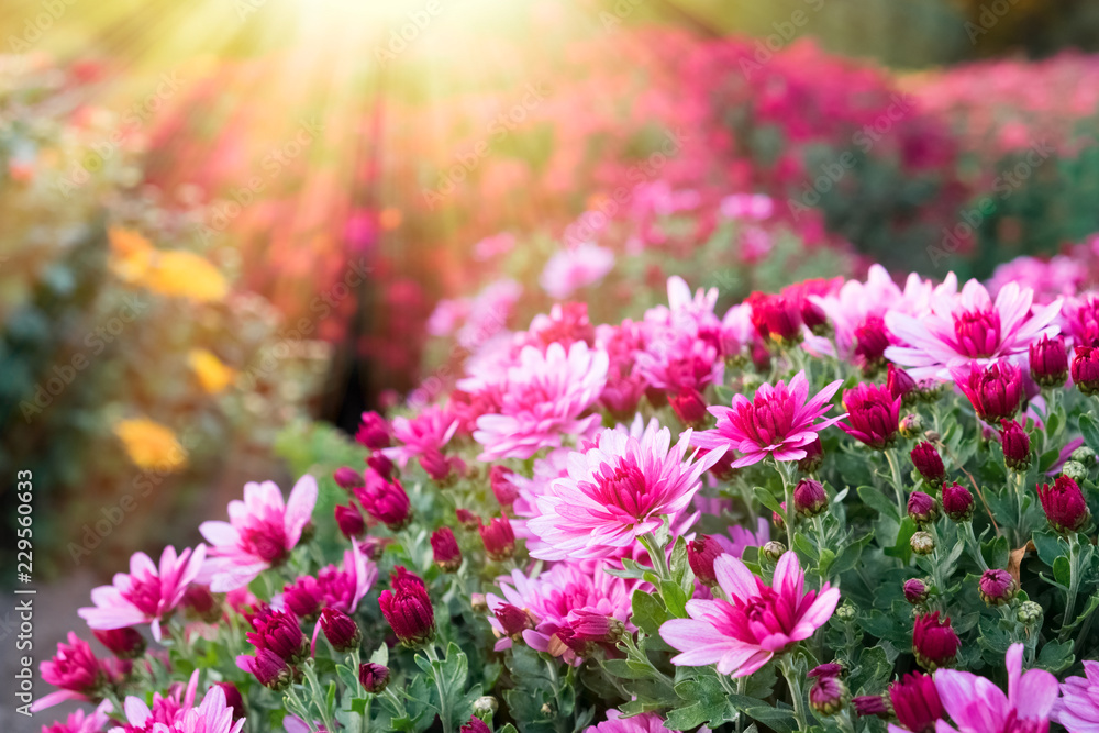 Pink chrysanthemum flowers in sunlight at sunny day. - obrazy, fototapety, plakaty 