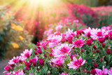 Pink chrysanthemum flowers in sunlight at sunny day.