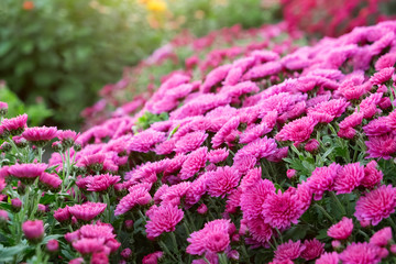 Wall Mural - Purple chrysanthemum flowers on flowerbed.