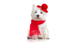 West Highland Terrier In Ra Red Hat Isolated On White