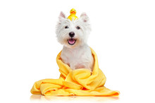 Happy Dog After Bath Wrapped In A Towel