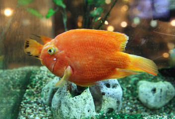 One  orange fish swims in the aquarium