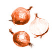 Onions, watercolor illustration.