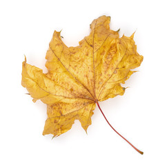 Canvas Print - maple autumn leaf  on white background