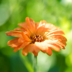 Bright summer background with growing flowers calendula, marigold.