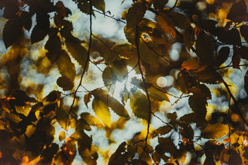 The sun through the leaves