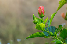 Delicate Pink Hibiscus Bud Flower With Young Foliage On The Light Blurred Background In The Tropical Garden. Macro. Detailed.