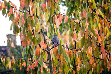 herbst Krähe Corvus Rabenvögel Corvidae rabe crow vogel schwarzer vogel tier animal autumn leaves blätter baum natur