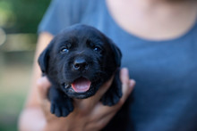 Young Cute Little Purebred Labrador Retriever Dog Puppy Pet Outdoors