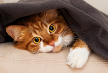 Cat Peeking Under Blanket