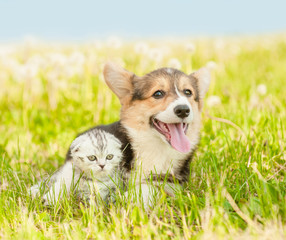 Pembroke Welsh Corgi puppy embracing tabby kitten on a summer grass