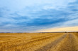 © maxandrew - Beautiful golden field and dark stormy sky. Autumn morning in countryside.