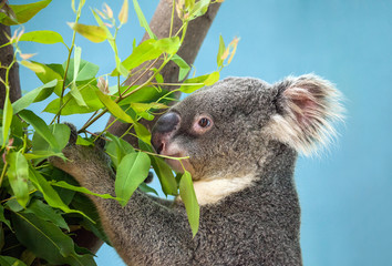 Wall Mural - Koala bear cute.	