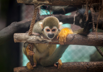 Poster - common squirrel Monkey