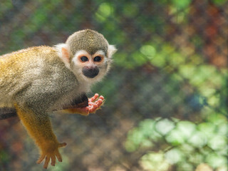 Sticker - common squirrel Monkey