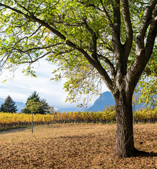 Canvas Print - old oak trees and golden yellow grapevines in late autumn