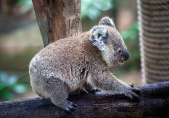 Wall Mural - Koala bear cute.	