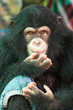 © apple2499 - Chimpanzee  face.