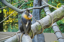 Big Mandrill Alpha Male Sitting On The Tree In The Outdoor Enclosure In ZOO