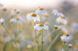 white daisies on a Sunny meadow