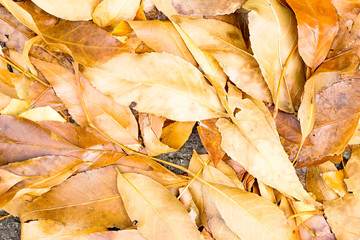 Wall Mural - brown and yellow wet leaves on asphalt
