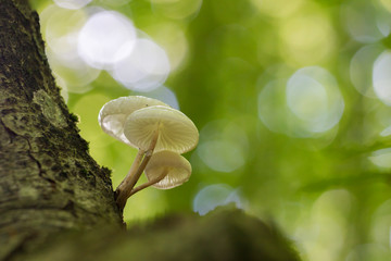 Wall Mural - Oudemansiella mucida, commonly known as porcelain fungus