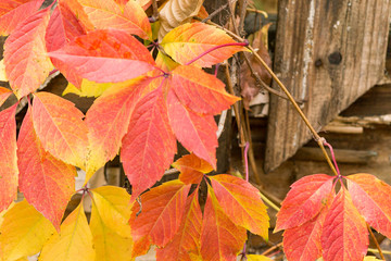 Wall Mural - red and yellow leaves on a wooden fence