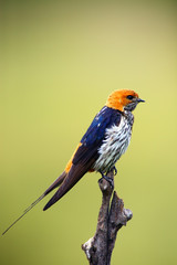 Canvas Print - The lesser striped swallow (Cecropis abyssinica) sitting on the branch. Swallow with green background.African swallov on the branch with green background.