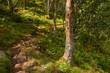 traumhafter Wanderweg durch einen Birkenwald am Geiranger Fjord