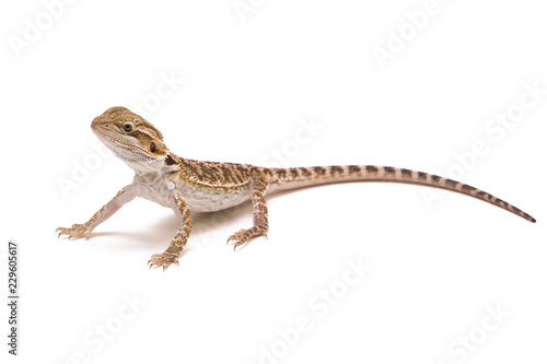 Photographie bearded dragon isolated on white background