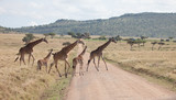 Fototapeta Sawanna - Family of giraffes stride across a dirt road in Kenya