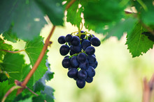 Bunch Of Red Grapes On The Vine With Green Leaves, Bright Background.