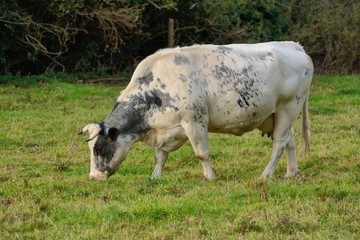 White and black nursing cow contentedly grazing in English field