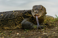 Massive Asian Water Monitor Lizard Spotted In Lumpini Park In Bangkok. 