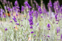 Fild Of Flowering Lavender