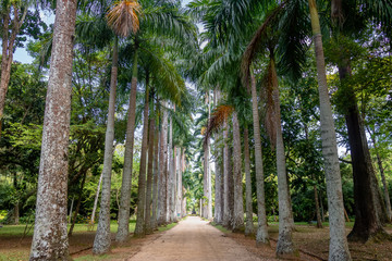 Poster - Avenue of Royal Palm Trees at Jardim Botanico Botanical Garden - Rio de Janeiro, Brazil