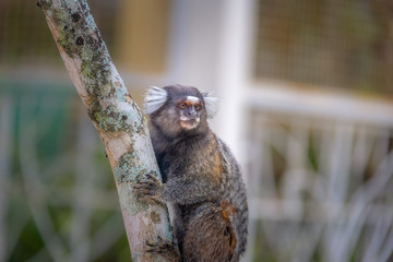 Poster - Common marmoset monkey - Rio de Janeiro, Brazil