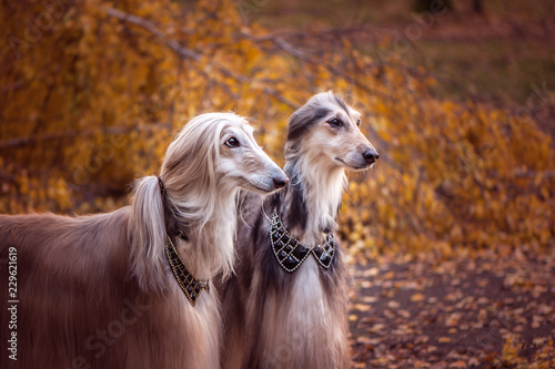 Two Magnificent Afghan Hounds Similar To Medieval Lords