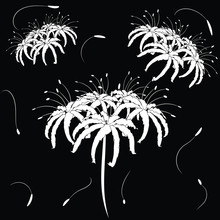 Spider Lily Black And White