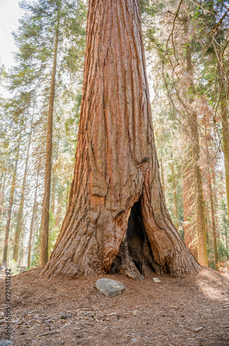 Fotografie, Obraz Trunk of a giant sequoia in Sequoia National Park, California
