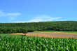 Green and golden farm fields on rolling hills in upstate New York on a beautiful summer day