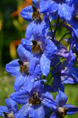 Wall Mural - True Blue Delphinium blooming in summer