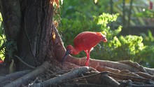 Red Scarlet Ibis In French Guiana