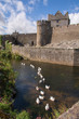 Medieval Irish Castle with swans swimming in moat on bright sunny day