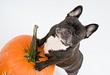 French bulldog and pumpkins on white background    