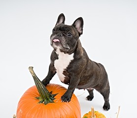 French bulldog and pumpkins on white background    