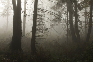  Misty morning in a mysterious forest.